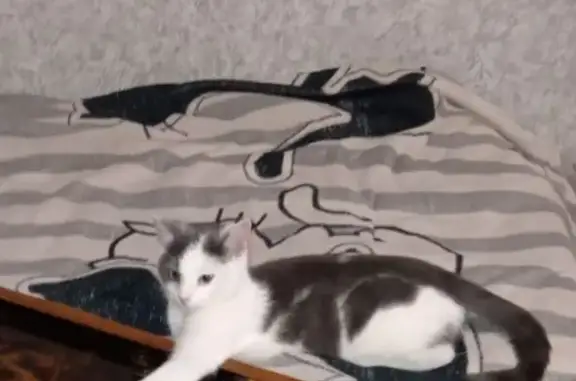 Пропала кошка, Взлётная улица, 11, Санкт-Петербург - photo