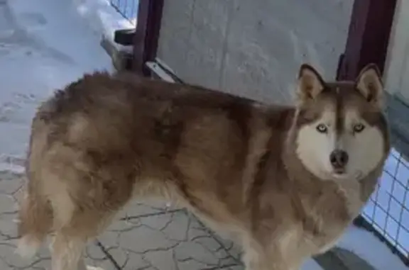 Найденные животные Волгоград, фото: Найден собака, мужской, Университетский проспект, Волгоград - ласковый, знает команды