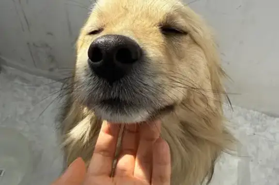 Найдена собака, Алагир, фото: Найдена собака, Алагир, Северная Осетия — Алания - спокойная и ручная