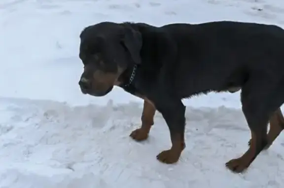 Найдена собака, Липецк, фото: Найдена собака, Юношеская улица, 48А, Липецк