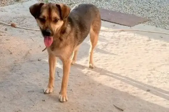 Окрас коричневый сверху, а низ светлый шерсти, где лапы,глаза немного раскосые и вокруг глаз светлые пятна. Ножки тоненькие, ушки висят, простерилизованная. Был одет ошейник тоненький, бежевый. Кличка Джина. Ушла с утра со двора и не вернулась.