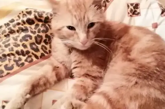 Пропал кот, улица Текстильщиков, 6, Ликино-Дулёво - рыжий тигрового окраса - photo