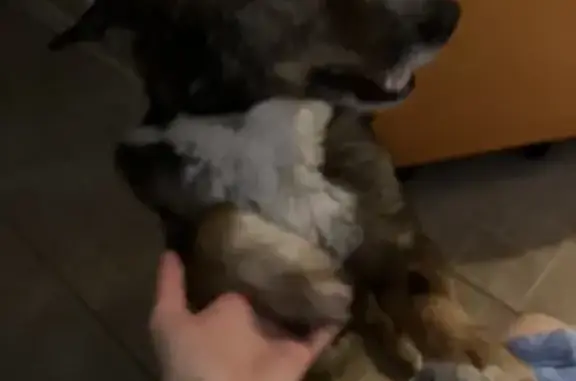 Пропала собака, улица Лескова, Москва - photo