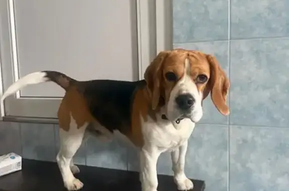 Найдена собака, Десногорск, фото: Найдена собака Мальчик, Десногорск (rf1146098)