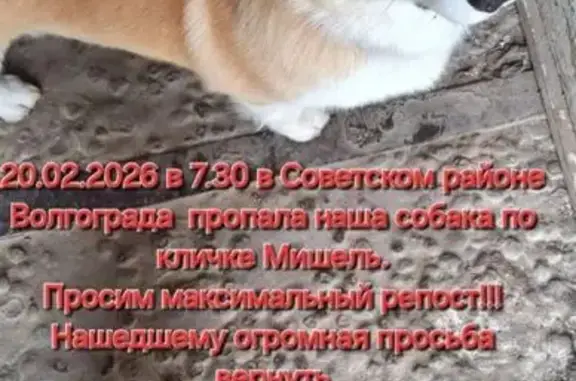 Собаки потеряшки, Волгоград, фото: Потеряшка собака, Карагандинская улица, 22, Волгоград - бело-рыжая, бирюзовый ошейник