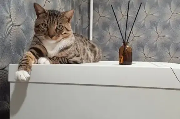 Кошки потеряшки, Орёл, фото: Потеряшка кот, Рельсовая улица, 7, Орёл - тигровый окрас