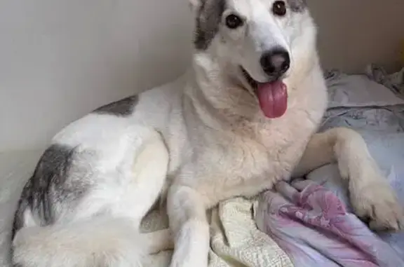 Найдена собака, Видное, фото: Найдена собака, Булатниковская улица, Видное