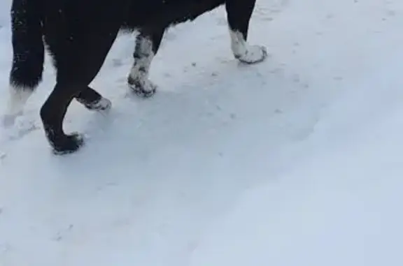 Найдена собака, Брянск, фото: Найдена собака, улица Горбатова, Брянск - чёрный окрас, напуганное поведение