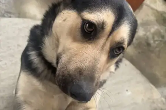 Пропал собака, Ландышевая улица, Сочи - выразительная мордочка и шрамик на голове - photo
