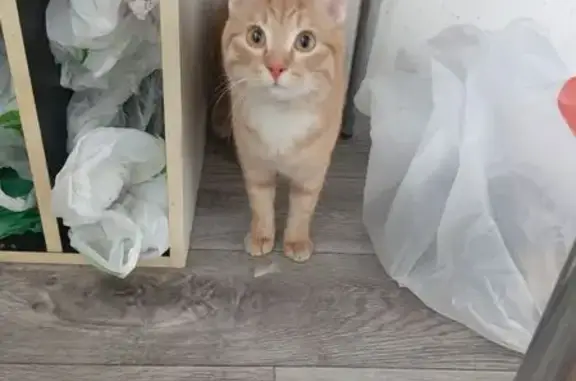 Найдена кошка, Копейск, фото: Найдена кошка, мужской, улица Короленко, 12, Копейск