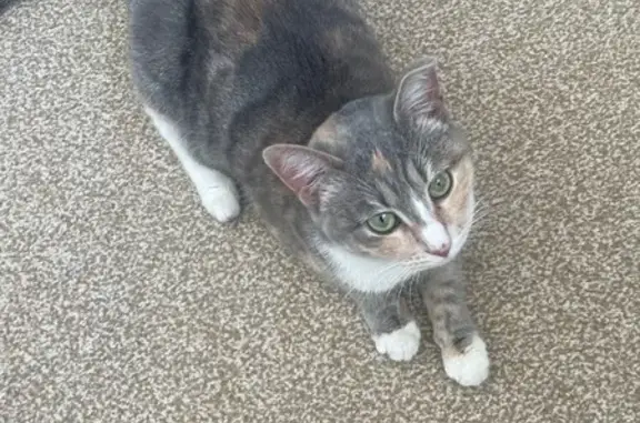 Найдена кошка, Дмитриевка, фото: Найдена кошка, Трактовая улица, 24Б, Дмитриевка - дымчатый окрас