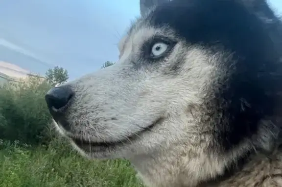 Пропал собака, Искитим - хаски с брезентовым ошейником - photo