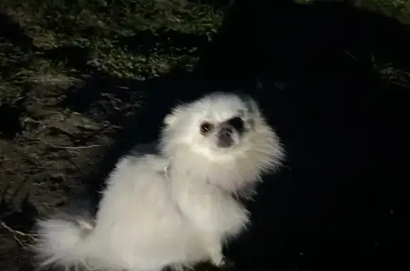 Пропала собака Девочка, Москва (rl1146114) - photo