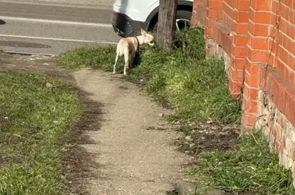 Найдена собака, Краснодар, фото: Найдена собака, 1-й Продольный проезд, 24, Краснодар - белая маленькая