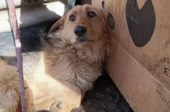 Найдена собака, Майкоп, фото: Найдена собака, Пролетарская улица, 124, Майкоп - рыжеватая шерсть, чёрная спина