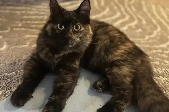 Пропала кошка, проспект Ямашева, 67, Казань - черепаховый окрас, пушистая - photo