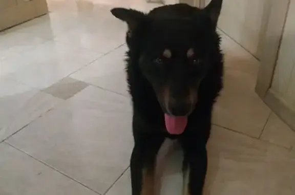 Найдена собака, Липецк, фото: Найден собака, мужской, 9 микрорайон, Липецк