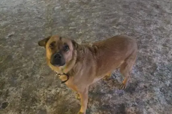 Найдена собака, Хабаровск, фото: Найдена собака, Амурский бульвар, Хабаровск - дружелюбная и ласковая