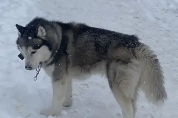 Найдена собака, Казань, фото: Найдена собака, улица Комиссара Габишева, Казань - порода хаски