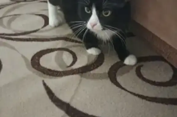 Найдена кошка, Казань, фото: Найден кот, улица Циолковского, 77, Казань - ласковый и ручной