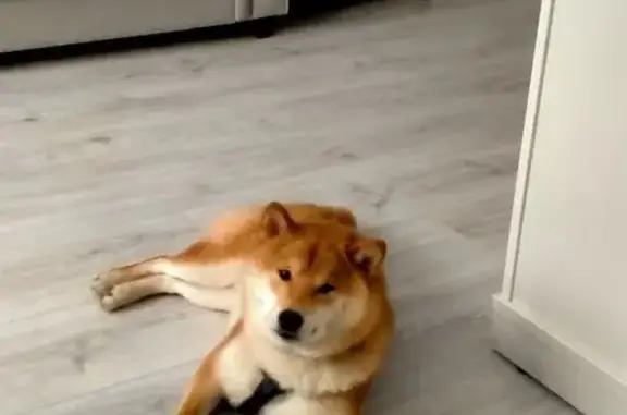 Найдена собака, Петрозаводск, фото: Найден собака, улица Володарского, Петрозаводск