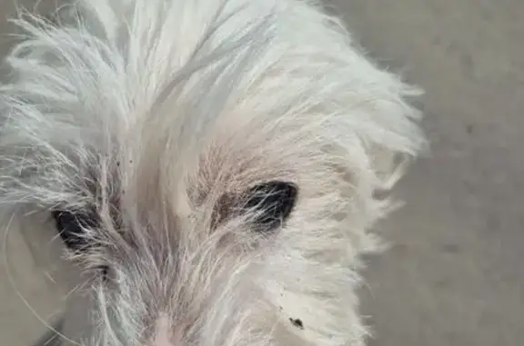 Найдена собака, Краснодар, фото: Найден собака, 4-й Пригородный проезд, 6, Краснодар - похож на китайскую длиннохохлатую