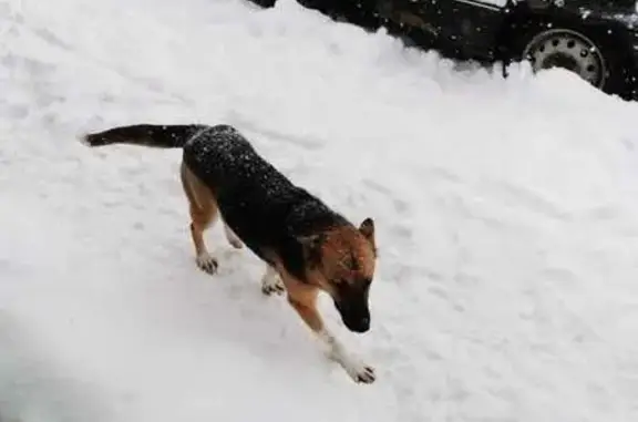 Пропала собака, женский пол, улица Урицкого, 29, Тосно - окрас черно-рыже белый - photo