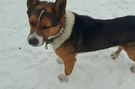 Найдена собака, Кронштадт, фото: Найден собака, мужской, улица Комсомола, 13, Кронштадт - трёхцветный метис