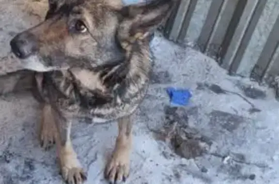 Найдена собака, Омск, фото: Найдена собака, женский пол, 15-я Марьяновская улица, 25, Омск
