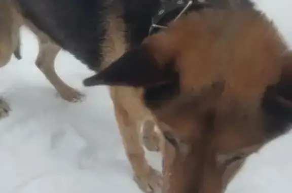 Найдена собака, Сертолово, фото: Найдена собака, Сертолово, Ленинградская область - контактная, ходит вокруг водоема