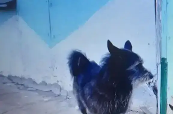 Пропала собака Девочка, Нижний Новгород (rl1146144) - photo