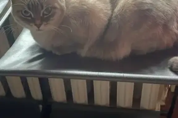 Пропала кошка, улица Ватутина, 23, Нальчик - голубые большие глаза - photo