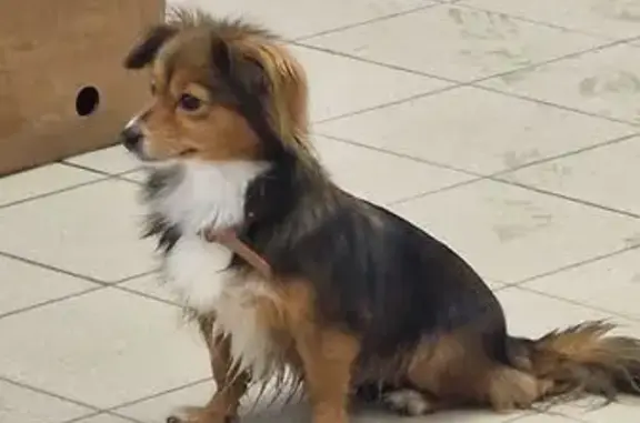 Найдена собака, Волгоград, фото: Найдена собака, улица Николая Отрады, 28А, Волгоград - бегала по проезжей части