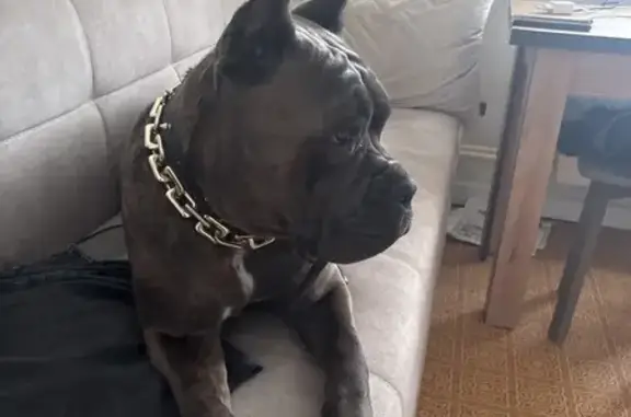 Найдена собака, Подольск, фото: Найдена собака, женский пол, Советская улица, 14, Подольск - коричнево-чёрная