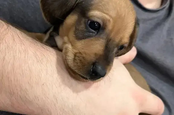 Собаки потеряшки, Оренбург, фото: Потеряшка собака, Таймырский переулок, 3, Оренбург - такса по кличке Чарли