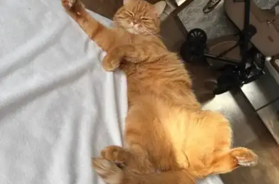 Объявления о пропавших и найденных животных, Асбест, фото: Пропал кот, улица Ладыженского, 6, Асбест