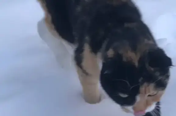 Найдена кошка, Томск, фото: Найдена кошка, Тверская улица, 66А, Томск - трёхцветная шотландка/британка