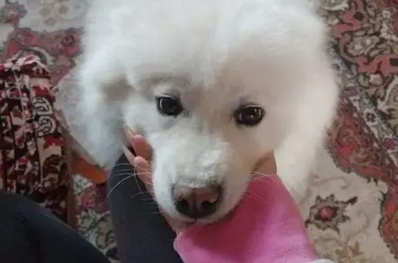 Пропала собака, женская, Нерчинская улица, Кемерово - белая самоедская лайка - photo