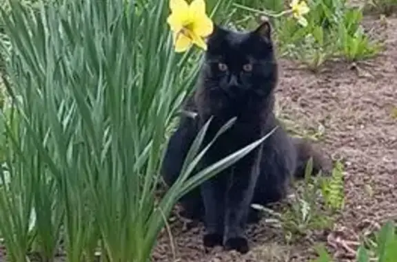 Потерянные животные Павлово, фото: Пропал кот, Инициативная улица, Павлово - рыжий с пушистым хвостом