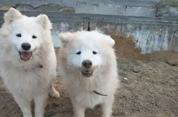 Собаки потеряшки, дома отдыха «Пахра», фото: Потеряшка собака, Лесная улица, Москва - два самоеда потерялись