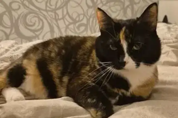 Пропала кошка, улица Янки Купалы, 46, Нижний Новгород - photo