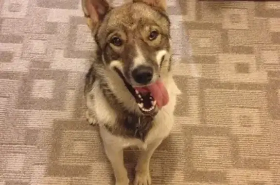 Пропал собака, Ясеневая улица, 78, Волгоград - лайка без ошейника - photo