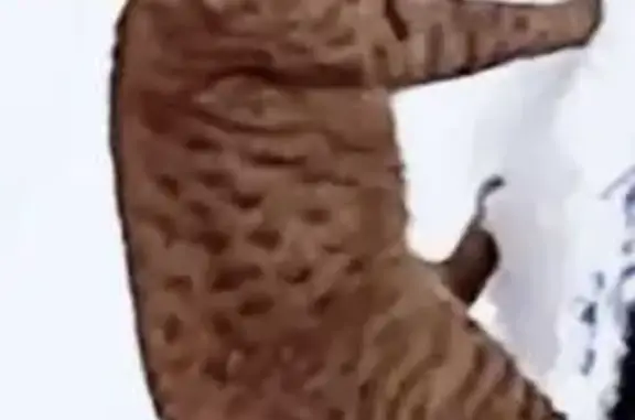 Пропал кот, проспект Юрия Гагарина, 14 к3, Санкт-Петербург - ярко рыжий, гладкошёрстный - photo