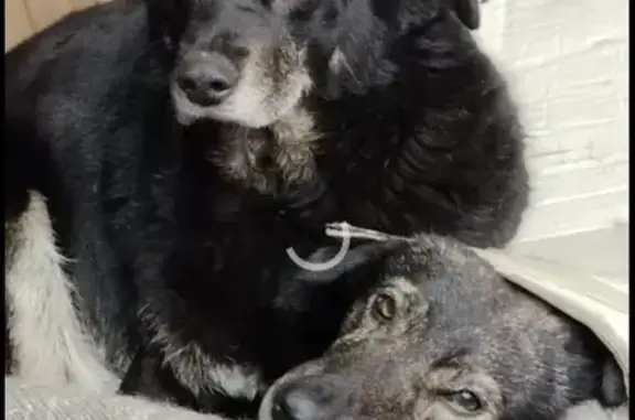 Пропала собака, проспект Патриотов, 5А, Воронеж - женская особь с особенностями походки - photo