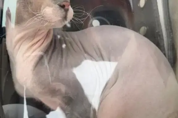 Найденные животные Парголово, фото: Найдена кошка, Парголово, Санкт-Петербург