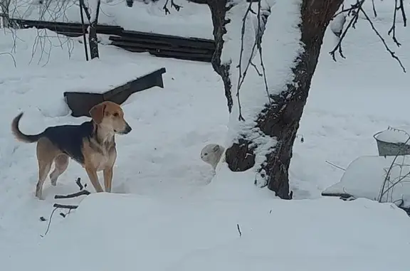 Пропала собака, 1-я улица Пески, 31А, городской округ Тверь - девочка, пять лет - photo