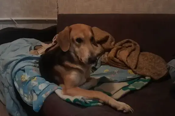 Пропала собака, 1-я улица Пески, 31А, городской округ Тверь - девочка, пять лет - photo