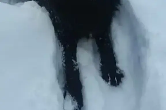 Пропал собака, Казань, Татарстан - photo