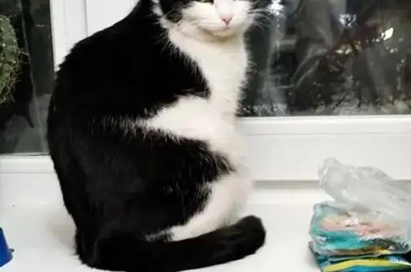 Пропала кошка, Челябинск - не вернулась с прогулки - photo