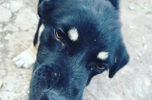 Пропал собака, Ершов, Саратовская область - чёрный, не большой - photo